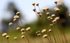Naturatins finaliza ciclos de fiscalização em campos de coleta do capim-dourado na região do Jalapão