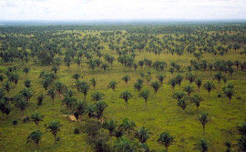 Secretaria da Agricultura participa de intercâmbio para desenvolvimento da cadeia produtiva do babaçu