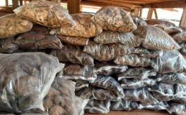 Meio Ambiente registra coleta de cerca de 10 toneladas de sementes do Cerrado para produção de mudas