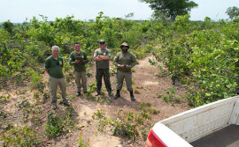 Naturatins realiza operação contra o desmatamento em três municípios 