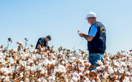 Plantio de algodão no Tocantins está autorizado a partir de terça-feira, 21