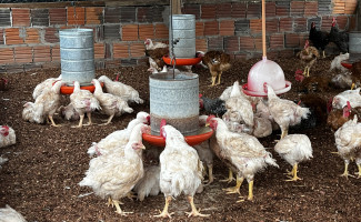 Intercâmbio Regional destaca sucesso na produção de frango caipira em Taguatinga (TO)
