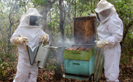 Governo do Tocantins participa de Congresso Brasileiro de Apicultura e Meliponicultura