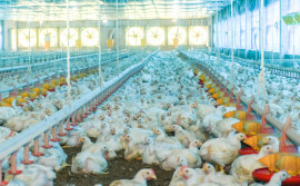 Governo do Tocantins assina convênio de R$ 590 mil com Ministério da Agricultura para reforçar prevenção à influenza aviária