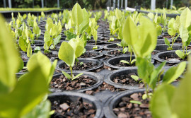 No Dia Mundial do Solo, Governo do Tocantins soma 104 mil mudas de espécies do Cerrado plantadas