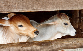 Segunda etapa da vacinação contra brucelose para bezerras de 3 a 8 meses segue até 31 de dezembro