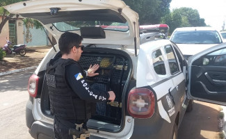Em ação conjunta, Polícias Civil e Penal prendem segundo suspeito de participar de uma tentativa de homicídio em Palmas