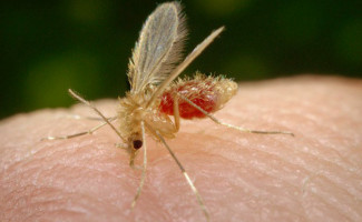 Tocantins fecha o ano de 2023 sem óbitos por Leishmaniose Visceral