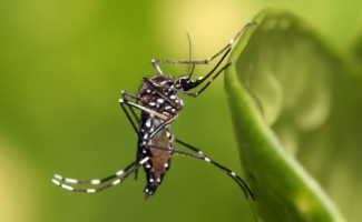Tocantins encerra 2023 com queda de 85% nos casos de dengue, em relação ao ano passado