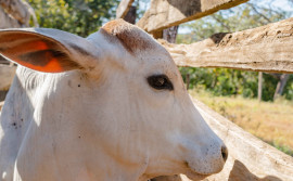 Adapec executa plano de ação para garantir 100% de declaração de propriedades com rebanho