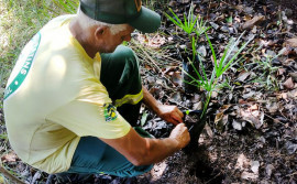 APA Lago de Palmas realiza primeira ação de plantio de mudas de Buriti em Luzimangues
