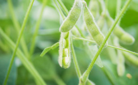 Adapec orienta sojicultores sobre prazo para cadastro da área cultivada de soja que encerra dia 26 de janeiro