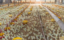 Adapec orienta responsáveis técnicos pelas granjas avícolas sobre prazo para declaração de biosseguridade que encerra dia 31 de janeiro