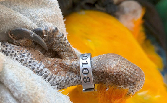 Centro de Fauna do Tocantins: cuidado e compromisso com a preservação da fauna silvestre