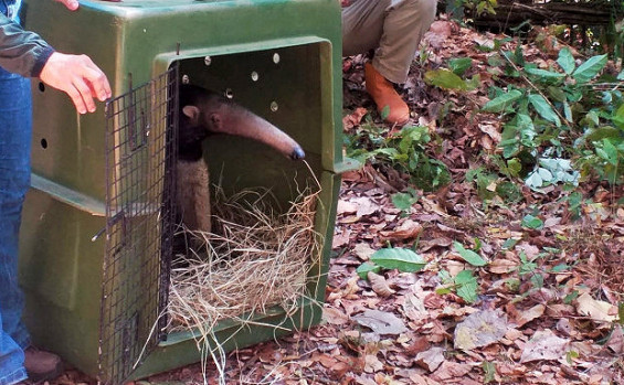 Centro de Fauna do Tocantins: cuidado e compromisso com a preservação da fauna silvestre
