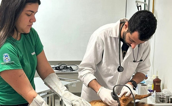 Centro de Fauna do Tocantins: cuidado e compromisso com a preservação da fauna silvestre