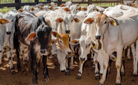 Tocantins atingiu índice de 90,80% na vacinação contra brucelose no segundo semestre de 2023