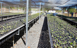 Governo do Tocantins aumenta a produção de mudas no Centro de Recuperação de Áreas Degradadas de Palmas