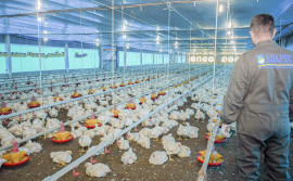 Governo do Tocantins prorroga por 180 dias estado de emergência zoossanitária para Influenza Aviária