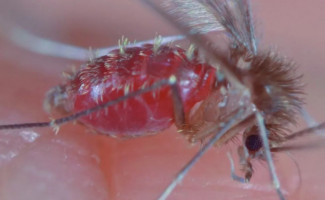 SES-TO abre inscrições para a reunião anual de chagas e leishmaniose visceral