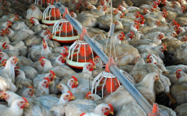 Governo do Tocantins inicia monitoramento para comprovar ausência da Influenza Aviária e da Doença de Newcastle