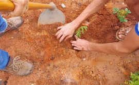 Unidades socieducativas iniciam plantio de frutíferas do Cerrado como resultado de projeto realizado com internos