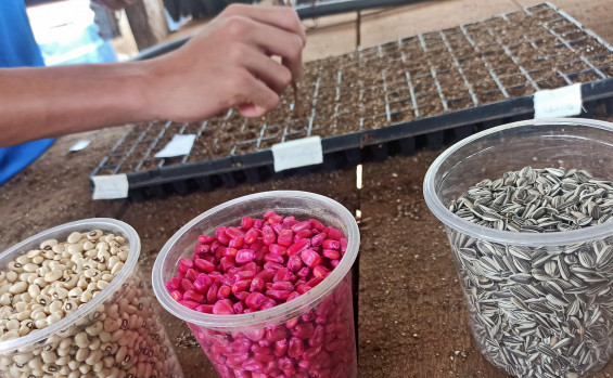 Unidades socieducativas iniciam plantio de frutíferas do Cerrado como resultado de projeto realizado com internos