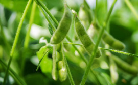 Adapec prorroga prazo para cadastro de área cultivada de soja até 5 de fevereiro