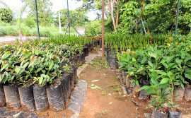 Naturatins distribui 600 mudas de árvores nativas do Cerrado, em Luzimangues