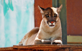 Governo do Tocantins orienta população sobre procedimentos de resgate de fauna silvestre em ambiente urbano