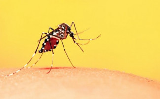SES-TO mobiliza municípios para participação no webinar de manejo clínico da dengue