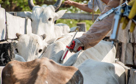 Adapec orienta os produtores rurais a vacinarem os rebanhos contra a raiva dos herbívoros