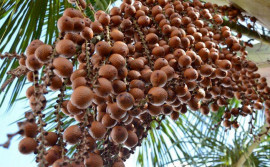 Governo do Tocantins participa do 1° Festival do Buriti na região central do Estado