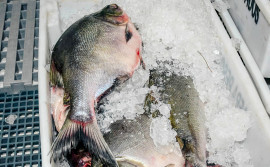 Adapec orienta consumidores sobre a importância do consumo de pescado inspecionado