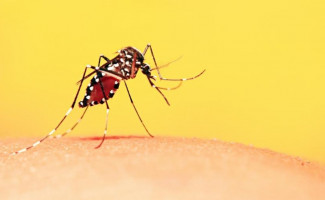 Governo do Tocantins adere ao Dia D de Mobilização Nacional Contra a Dengue