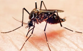 Governo do Tocantins define programação para o Dia D de Mobilização Nacional Contra a Dengue