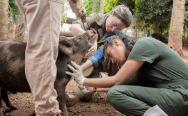 Governo do Tocantins inicia vigilância sorológica e clínica de suínos em mais de 200 propriedades rurais