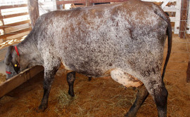 Governo do Tocantins divulga regulamento do torneio leiteiro na Agrotins 2024