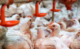 Adapec intensifica monitoramento para comprovar ausência da Influenza Aviária e da Doença de Newcastle