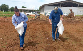 Governo do Tocantins prepara vitrine tecnológica de mandioca com alto potencial produtivo para Agrotins 2024