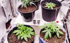 Polícia Militar localiza e fecha laboratório utilizado para plantio e distribuição de substâncias entorpecentes em Dianópolis