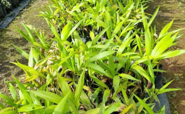 Parque Estadual do Lajeado distribui 150 mudas típicas do Cerrado, na região do ribeirão Taquaruçu Grande neste sábado, 23