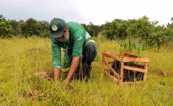 Em ação alusiva ao Dia Mundial da Água, Naturatins realiza plantio de espécies nativas do Cerrado