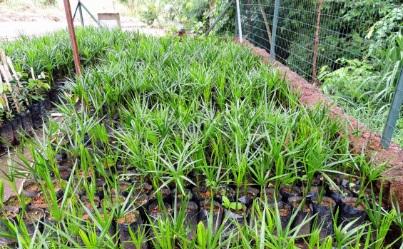 Em ação alusiva ao Dia Mundial da Água, Naturatins realiza plantio de espécies nativas do Cerrado