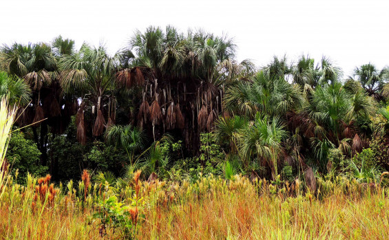 Em ação alusiva ao Dia Mundial da Água, Naturatins realiza plantio de espécies nativas do Cerrado