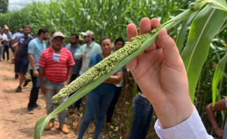 Governo do Tocantins promove dia de campo no município de Itacajá, e traz tecnologia para renovação de pastagens, com sorgão gigante para silagem 