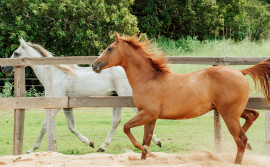 Adapec orienta sobre exigência do cadastro obrigatório para cavalgada e tropeada no Tocantins