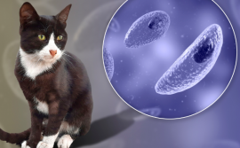 SES-TO abre inscrições para a capacitação sobre vigilância epidemiológica da toxoplasmose