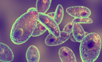 SES-TO abre inscrições para a capacitação sobre vigilância epidemiológica da toxoplasmose