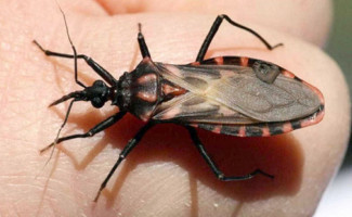 SES-TO alerta a população para a prevenção e combate à Doença de Chagas